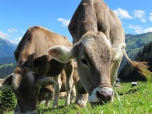 vaches